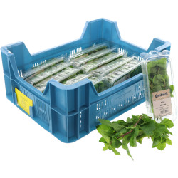 MENTHE GROSBUSCH 12X20G